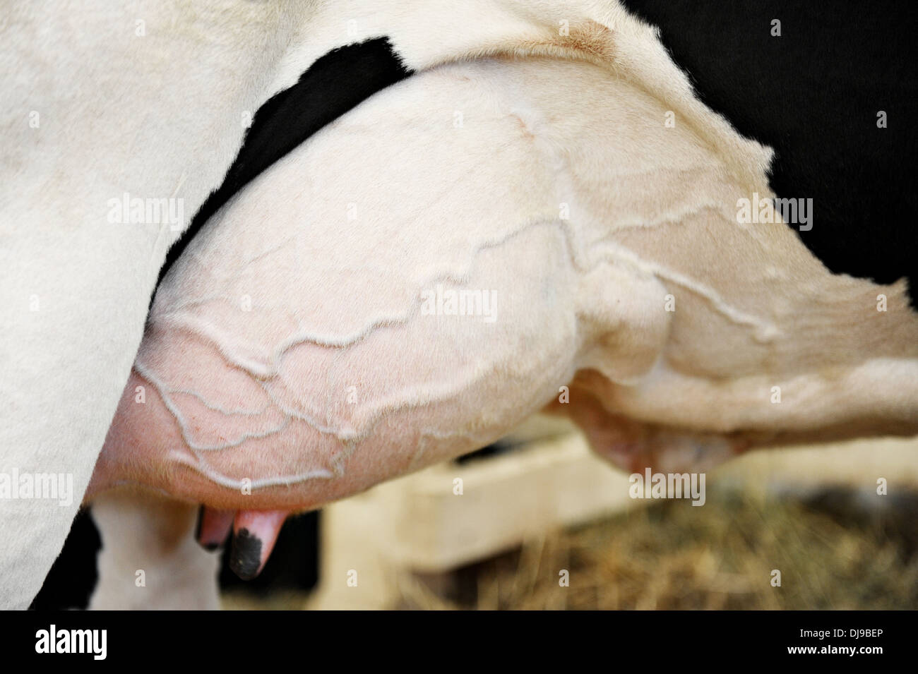 Detail with a full udder of a Holstein dairy cow Stock Photo