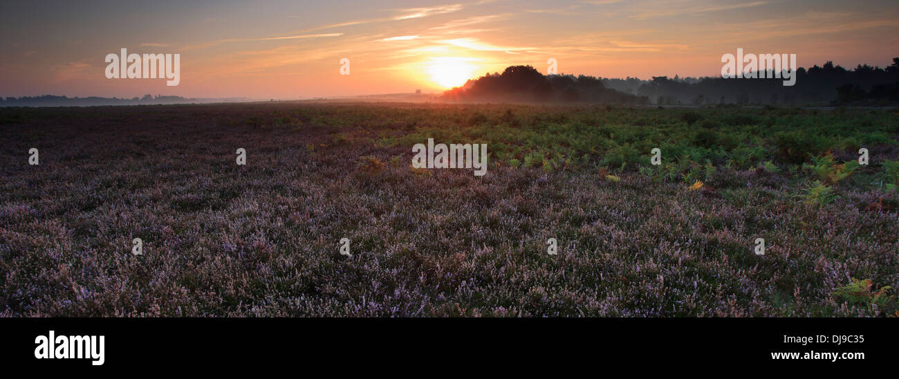 Misty morning sunrise; Ocknell Plain, New Forest National Park; Hampshire County; England; Britain, UK Stock Photo