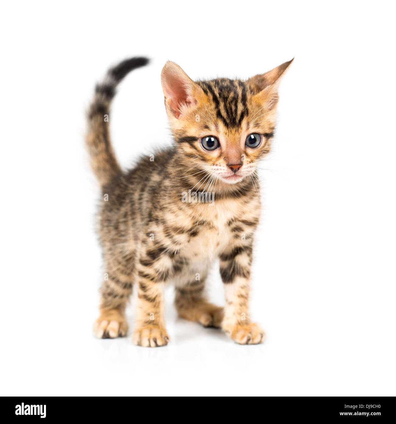 Bengal kitten with reflection on white background Stock Photo