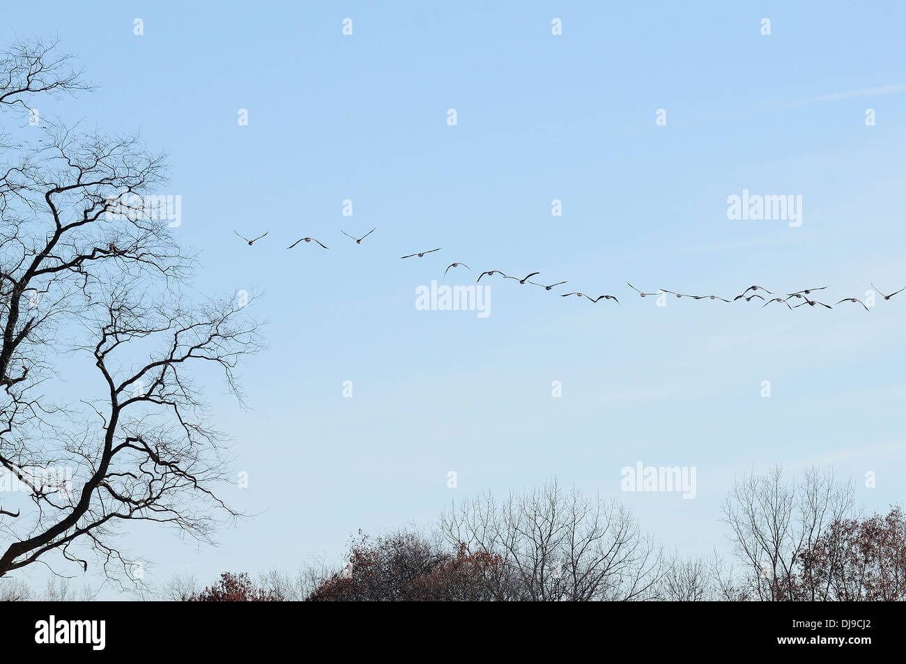 Flying flock of canadian geese hires stock photography and images Alamy