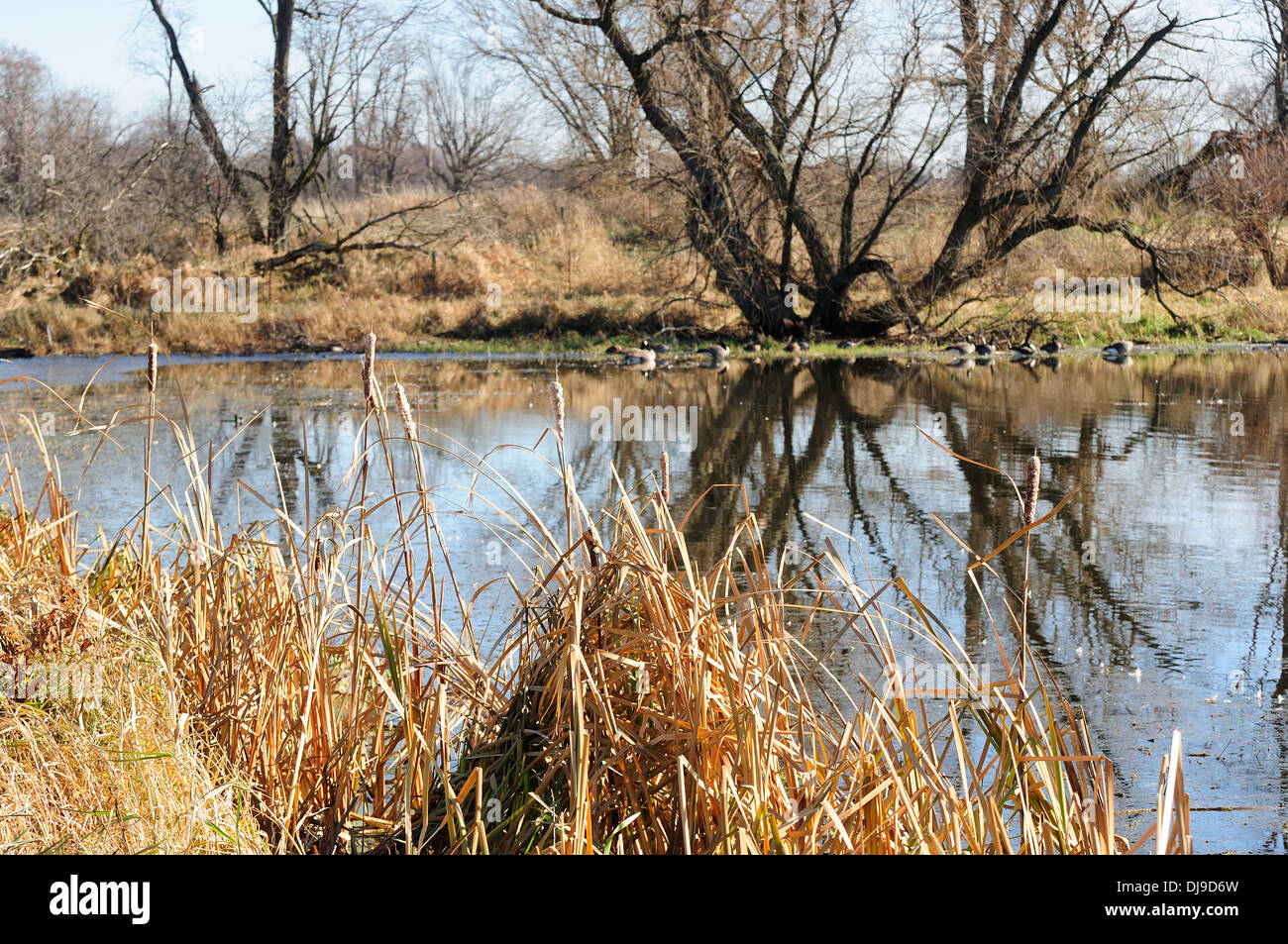 Habitat filter hi-res stock photography and images - Alamy