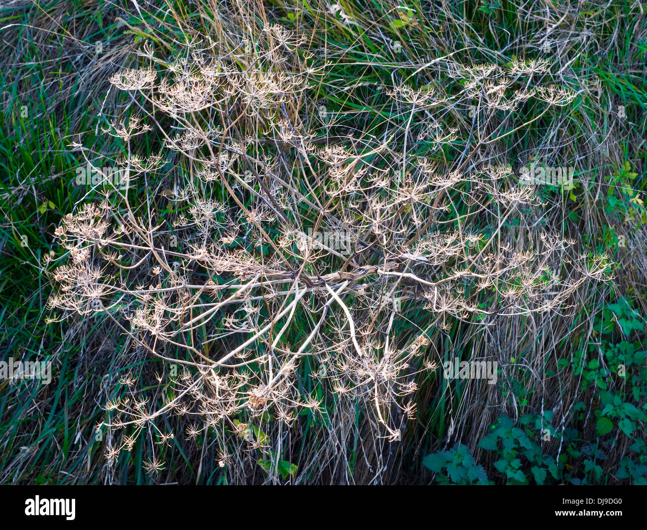 Dry Umbellifer flower heads - France. Stock Photo