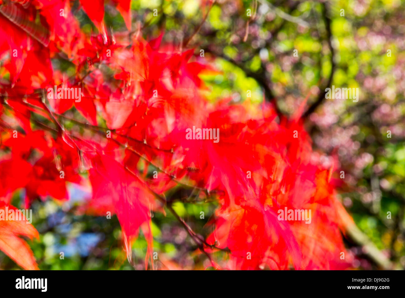 Tree blowing in the wind uk hi-res stock photography and images - Alamy