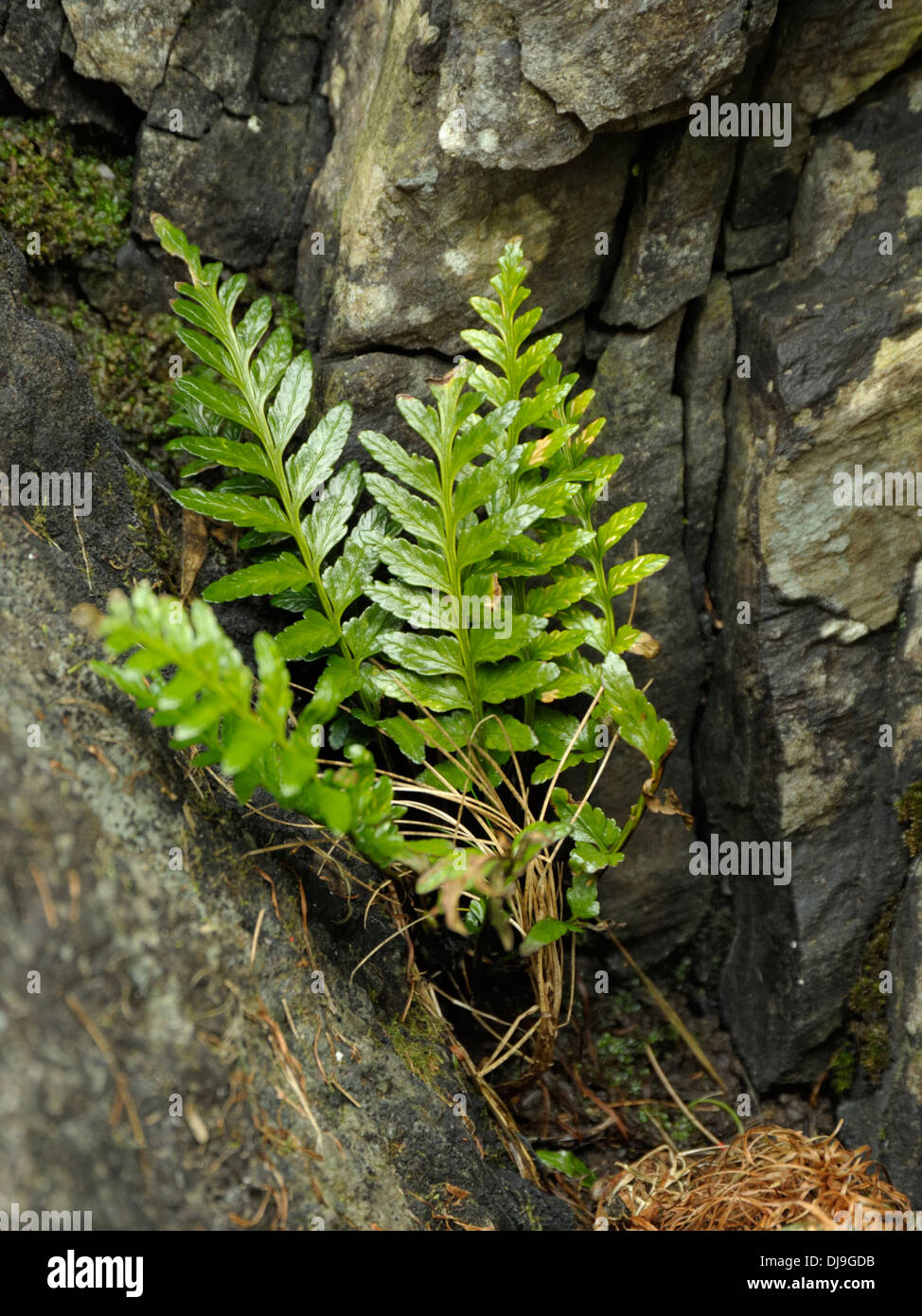 Sea Spleenwort, Asplenium marinum Stock Photo