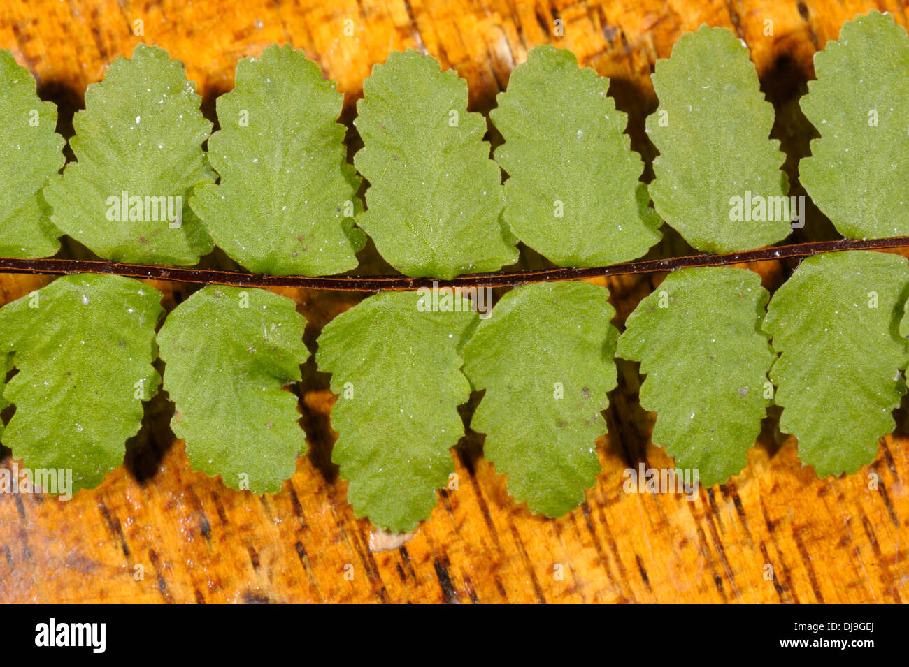 Maidenhair Spleenwort, Asplenium trichomanes subsp. pachyrachis Stock Photo