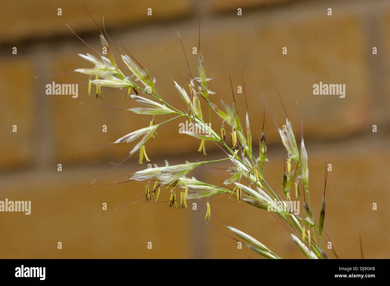 Downy Oat-grass, Avenula pubescens Stock Photo