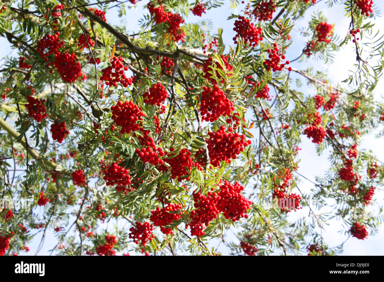 Wild berries green leaves hi-res stock photography and images - Alamy