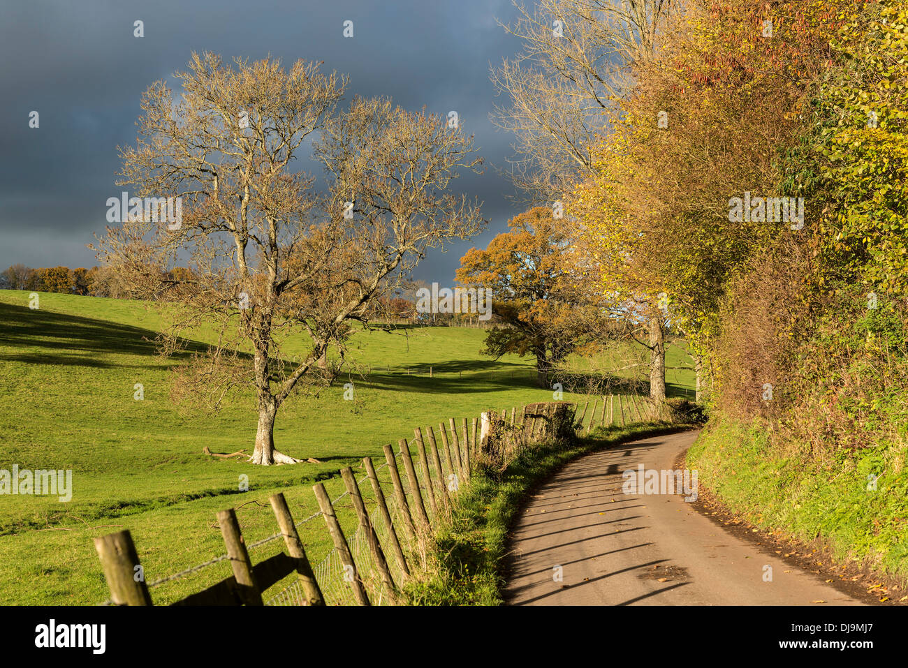 NARROW COUNTRY LANE IN AUTUMN WITH AUTUMN COLOUR AND DRAMATIC DARK SKY UK Stock Photo