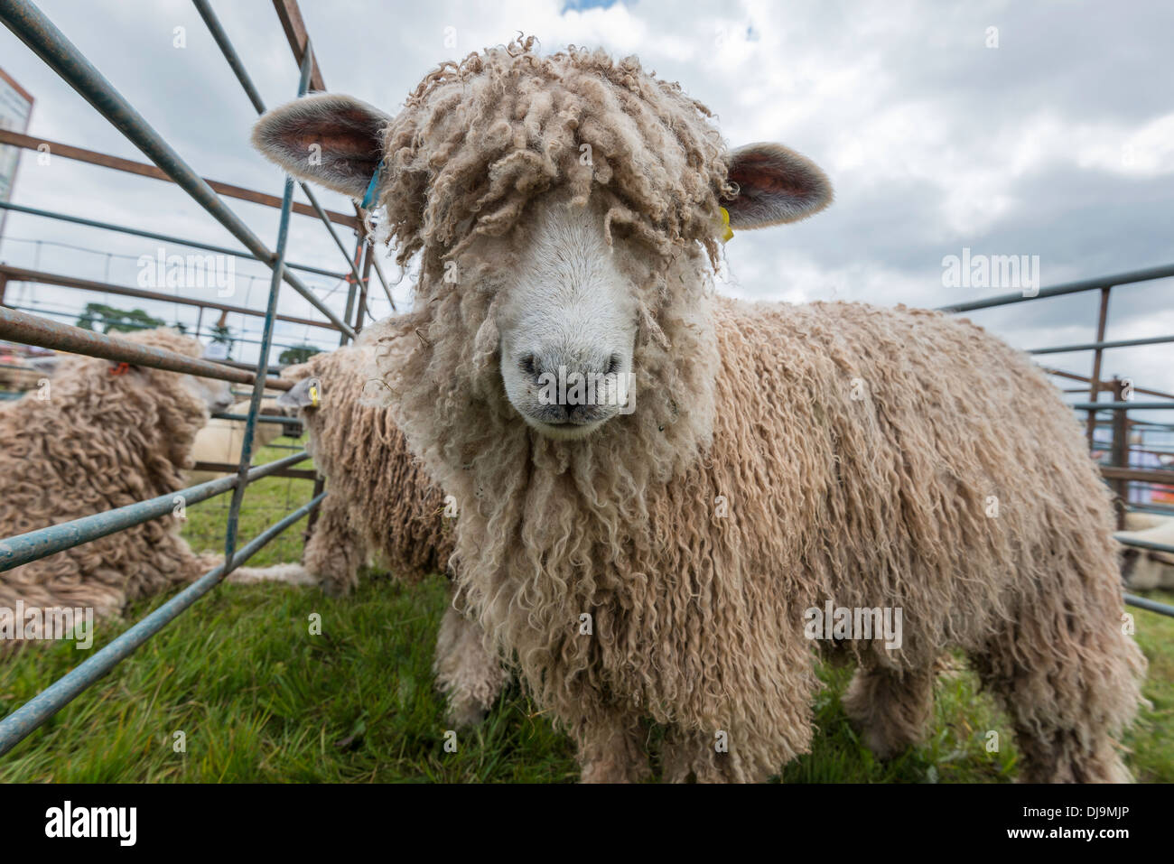 LINCOLN LONGWOOL SHEEP IN PEN AT AGRICULTURAL SHOW CHEPSTOW WALES UK Stock Photo