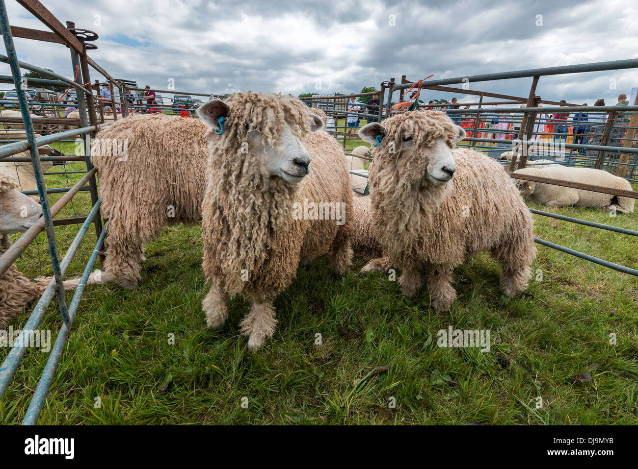 LINCOLN LONGWOOL SHEEP IN PEN AT AGRICULTURAL SHOW INCHEPSTOW WALES UK Stock Photo