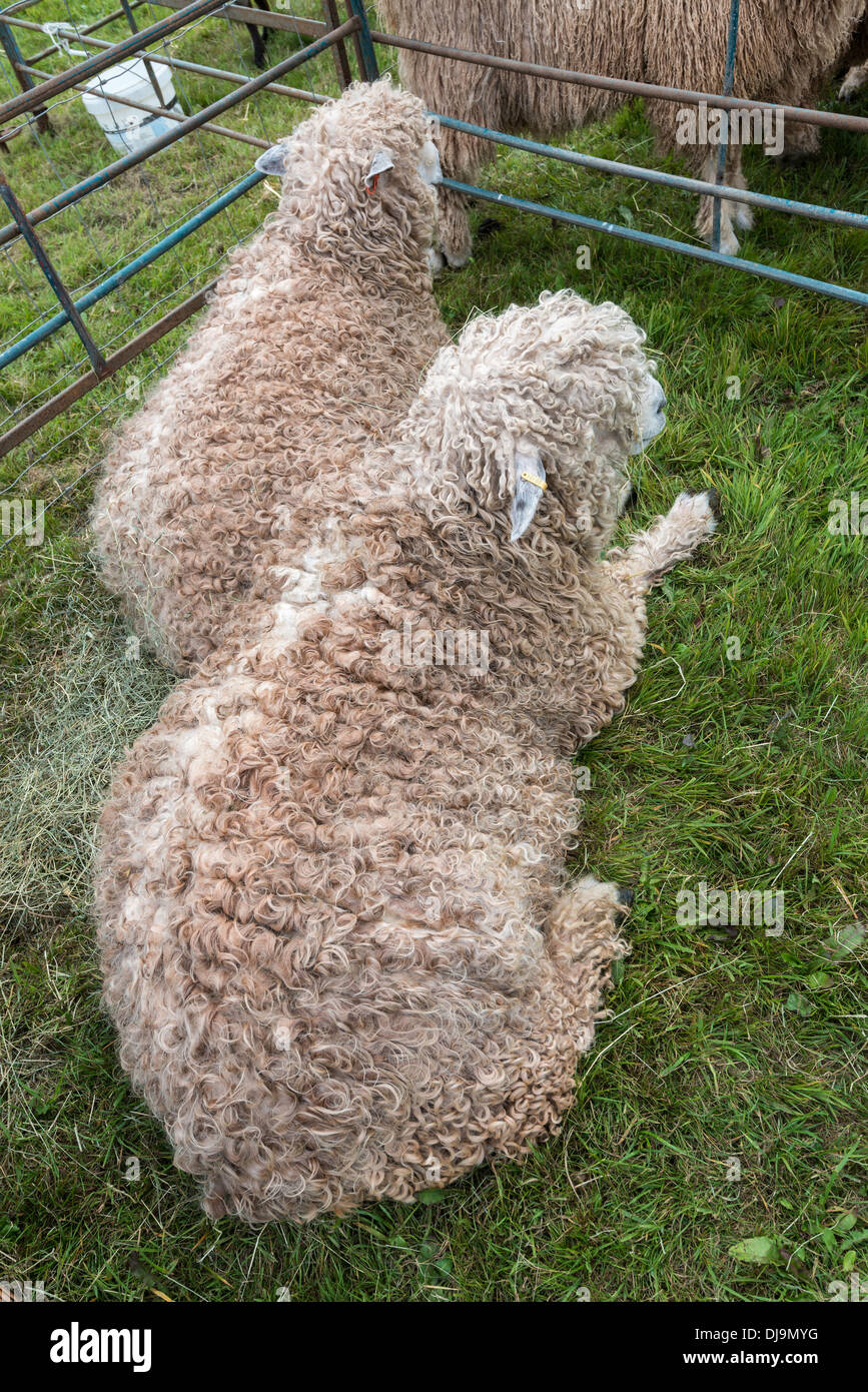 LINCOLN LONGWOOL SHEEP IN PEN AT AGRICULTURAL SHOW CHEPSTOW WALES UK Stock Photo