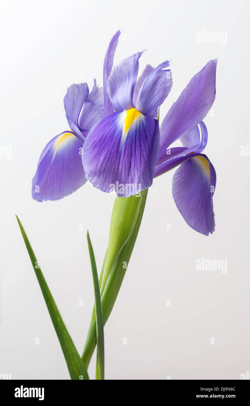 Iris flower with stem and leaves in close-up against plain background. Stock Photo