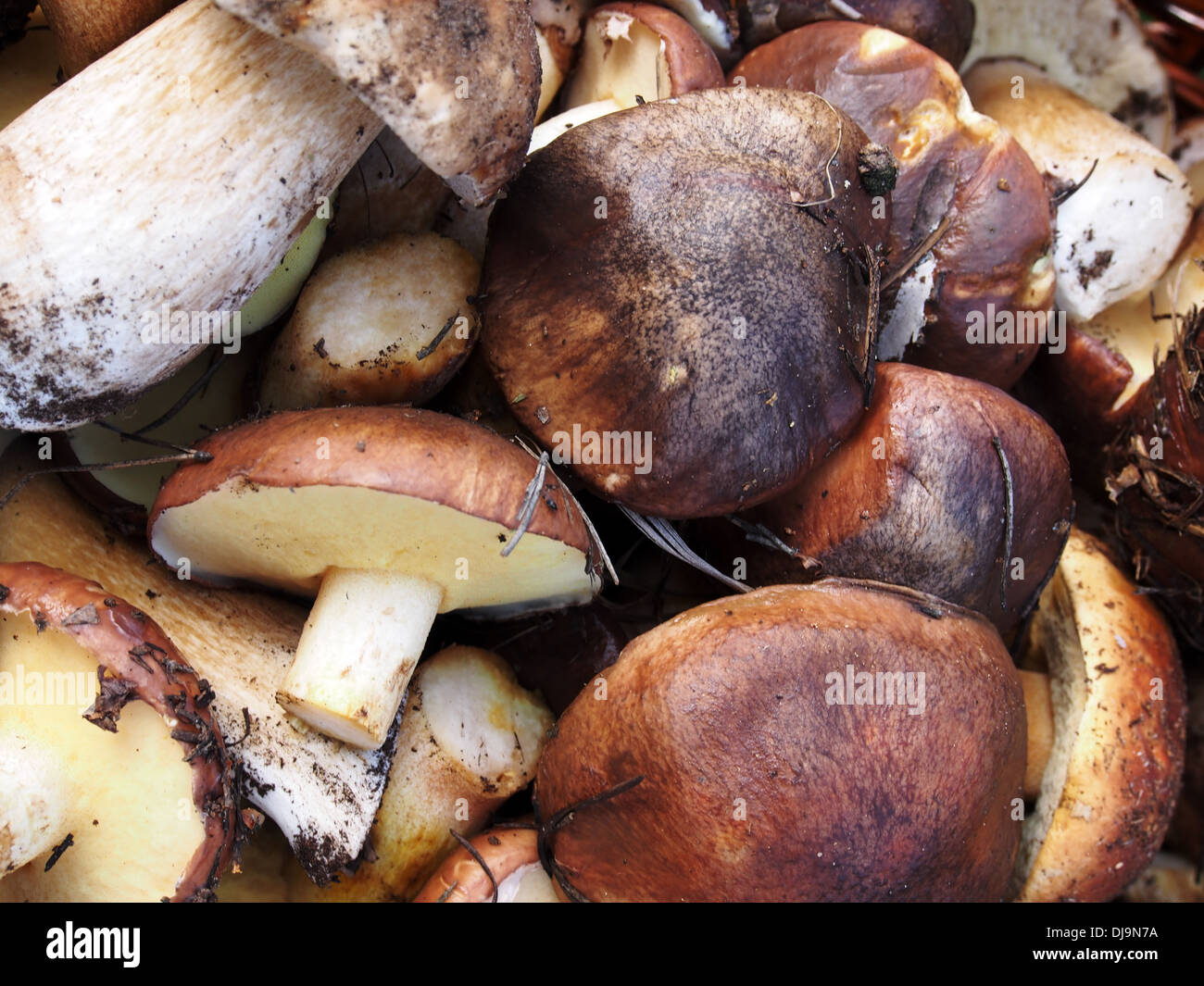 Boletus edulis and Suillus, mushroms background Stock Photo