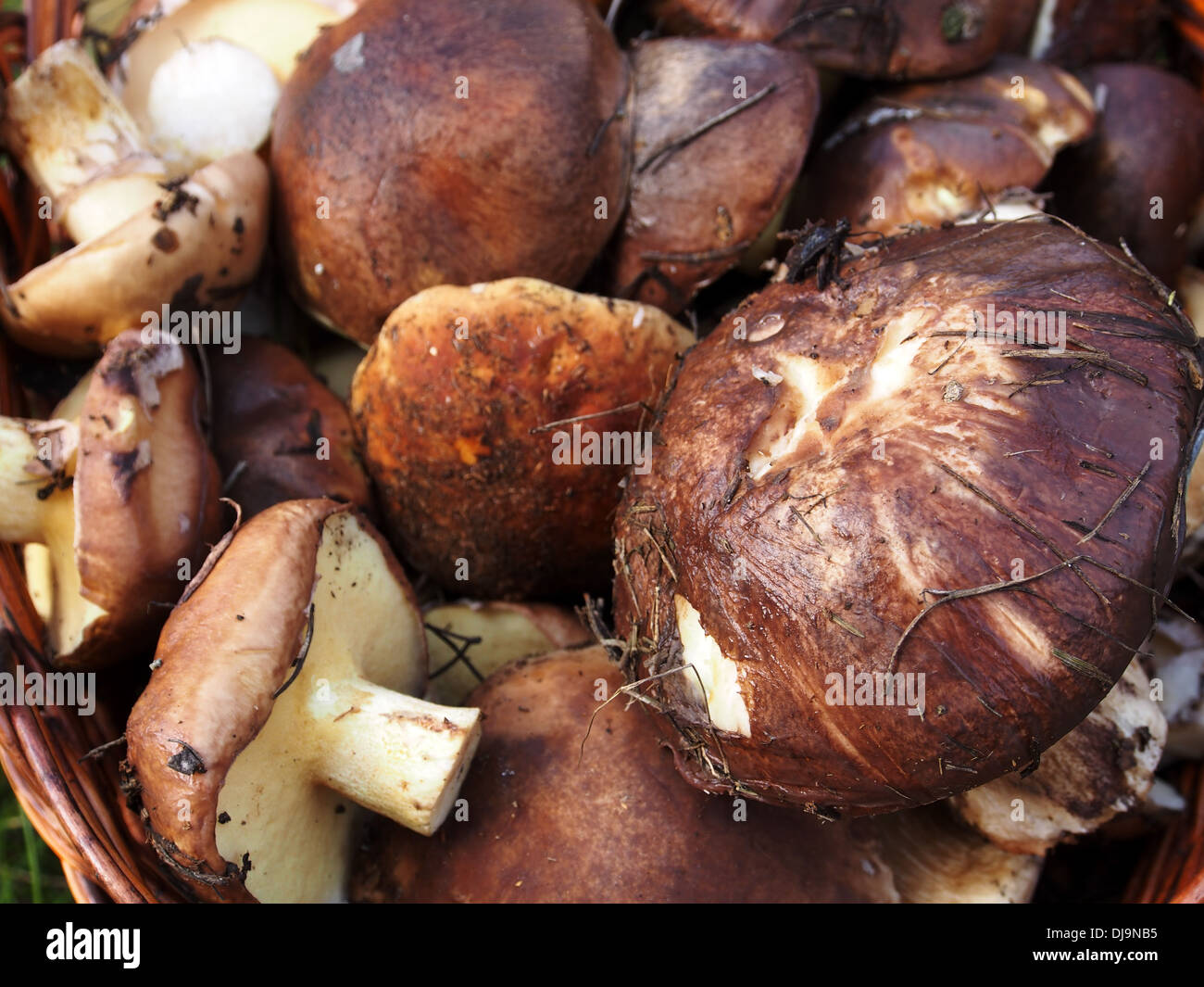 Boletus edulis and Suillus, mushroms background Stock Photo