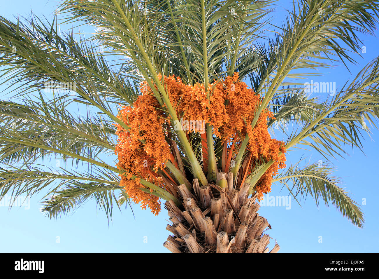Phoenix palm tree closeup view, Crete, Greece Stock Photo Alamy