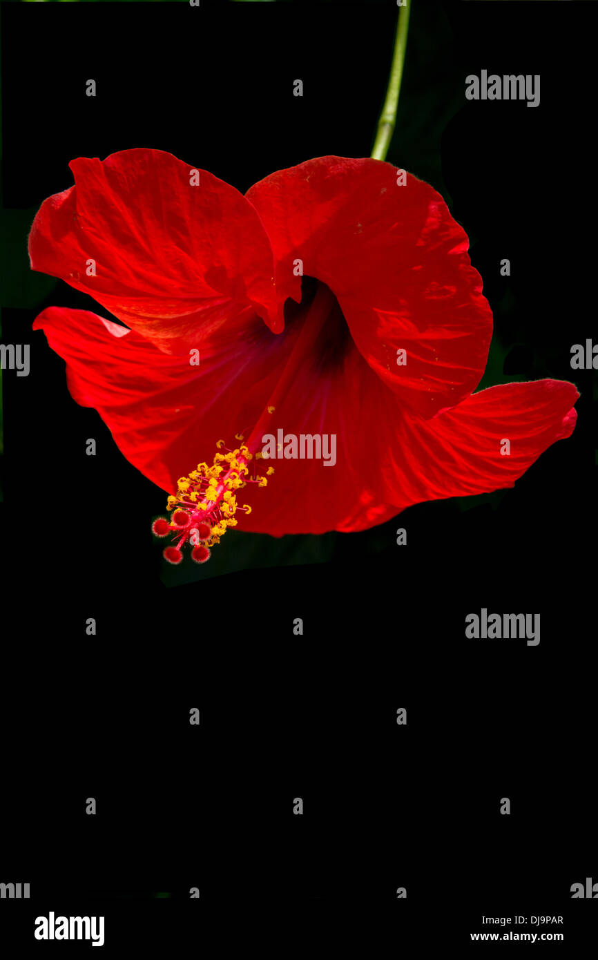 Hibiscus stem hi-res stock photography and images - Alamy