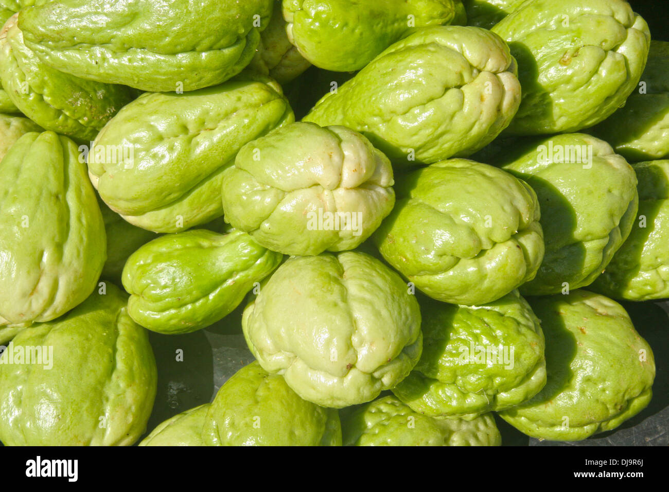 Green pile of Chayote fruit. Edible fruit originally for Central America. Stock Photo