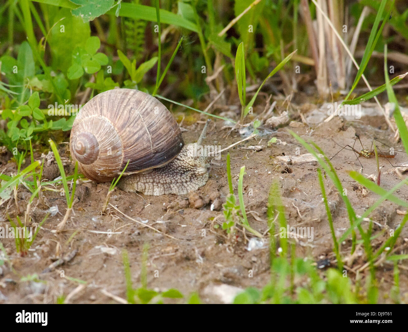 Grape snail on a ground and grass Stock Photo - Alamy