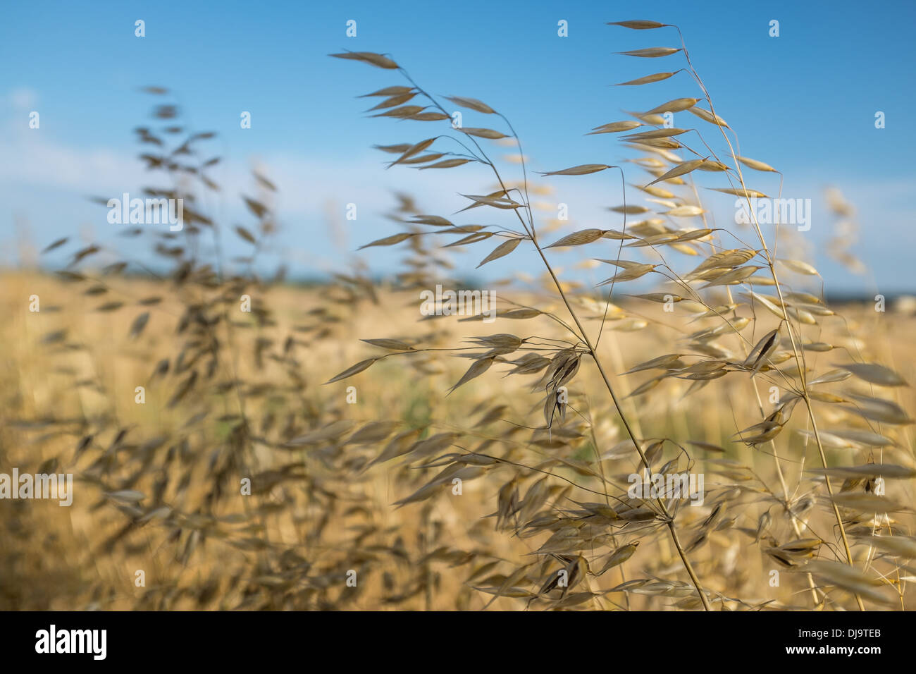 Close Up of Ripe Oats Seed Heads Ready for Harvest. Stock Photo