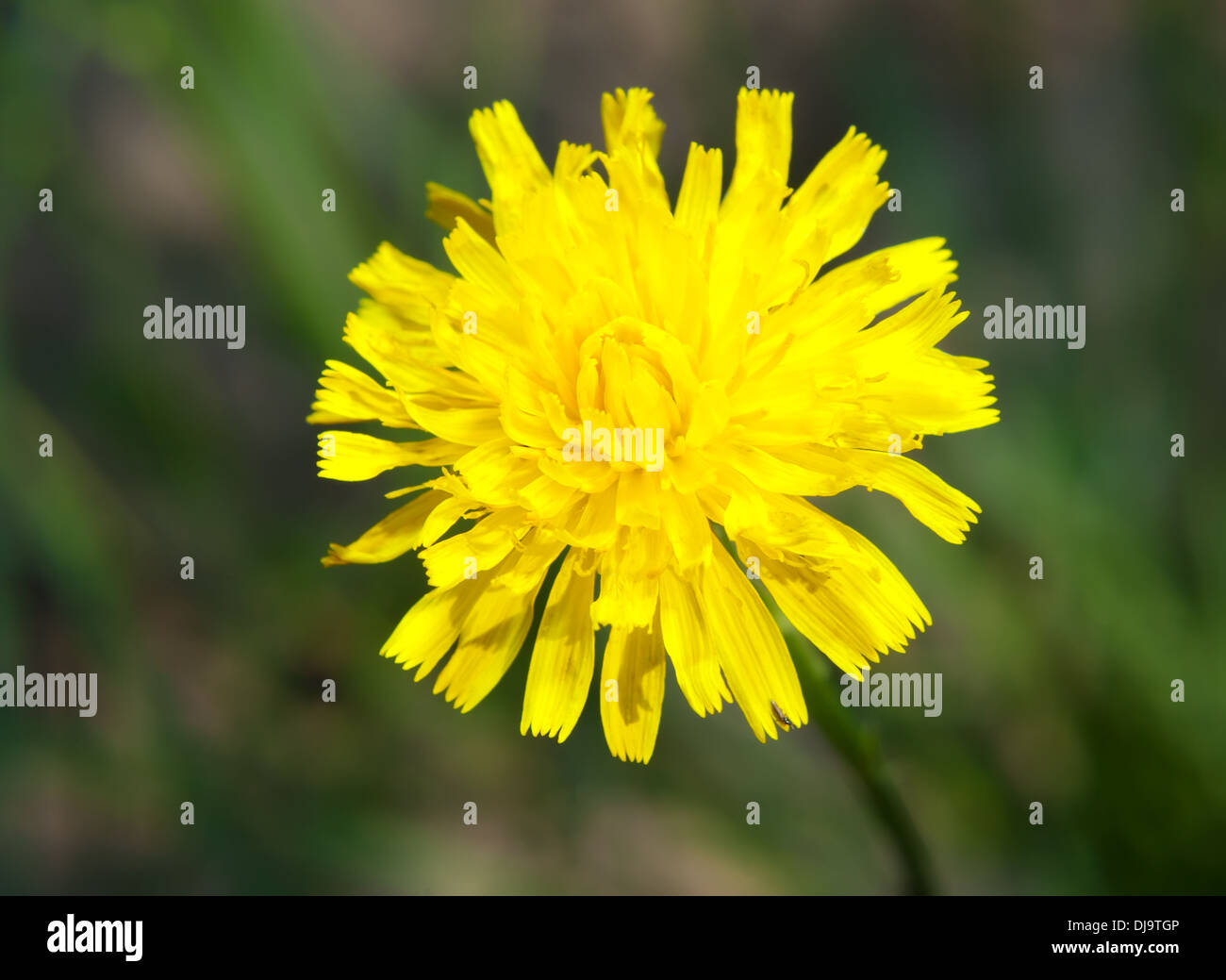Taraxacum officinale yellow flower in bloom on sunny day Stock Photo