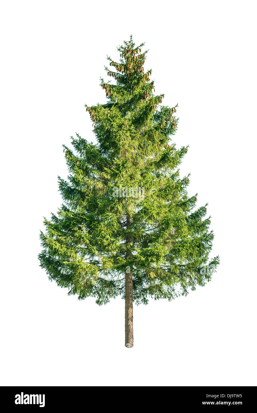 green fir isolated on white Stock Photo