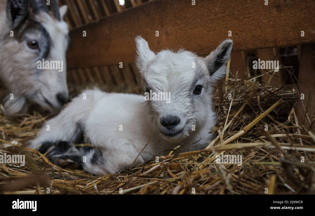 Baby Goat Stock Photo