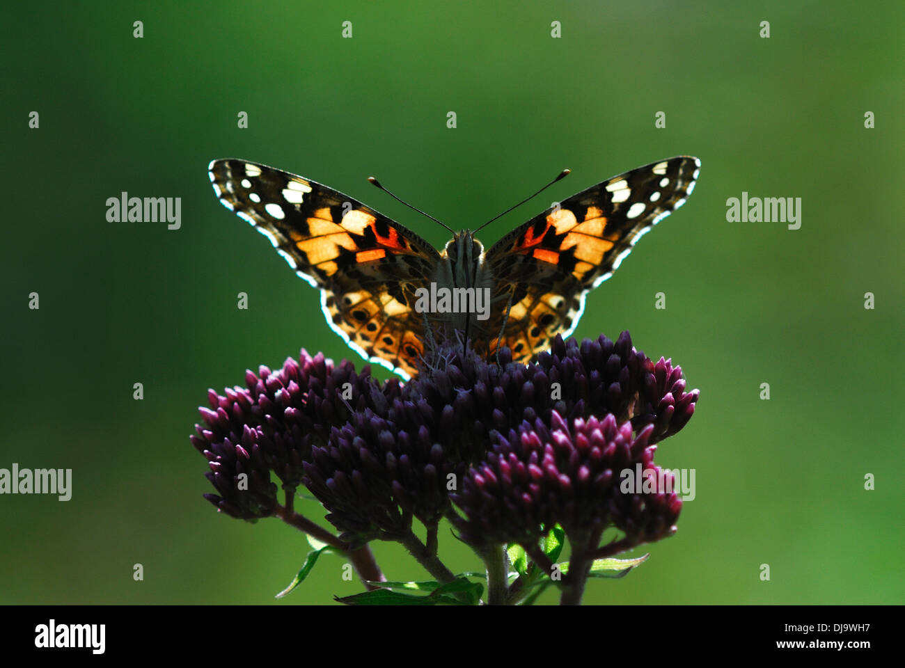 Painted lady butterfly back lit UK Stock Photo