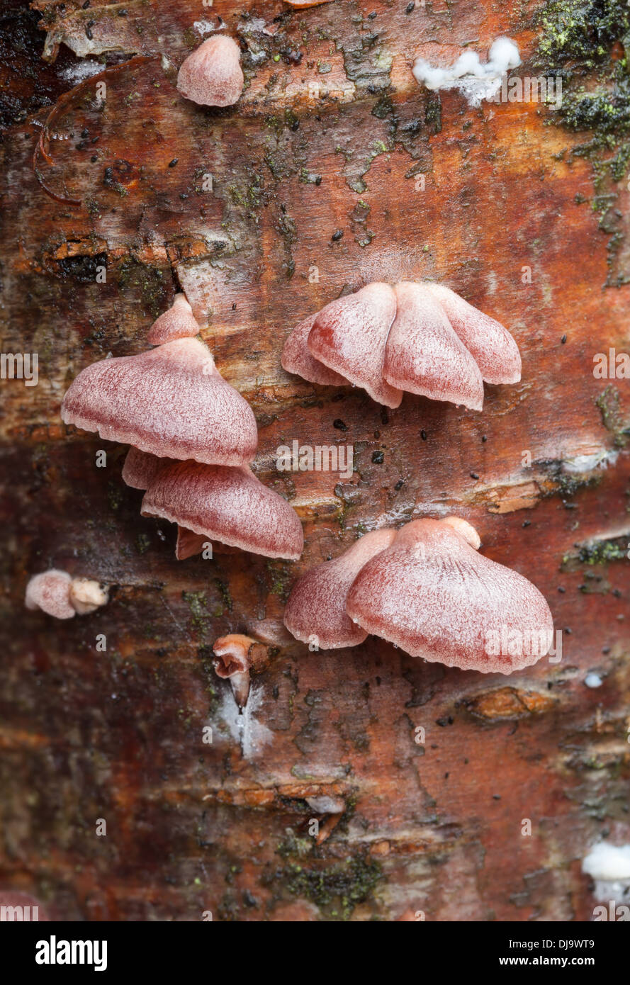 Autumn mushrooms in Finland Stock Photo