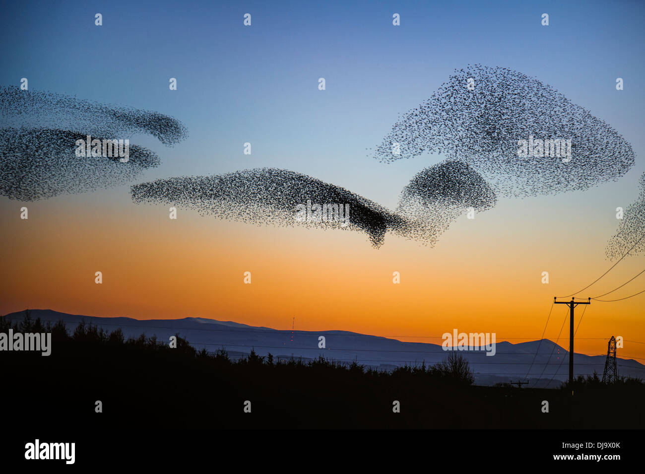 A starling murmuration or flock flying in an aerobatic display near Gretna, Scotland prior to roosting in November 2013. Stock Photo