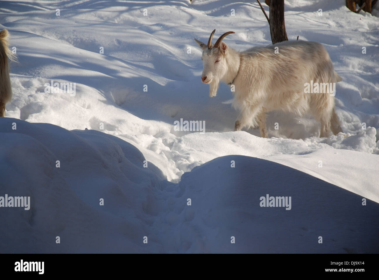 Goats in snow Stock Photo