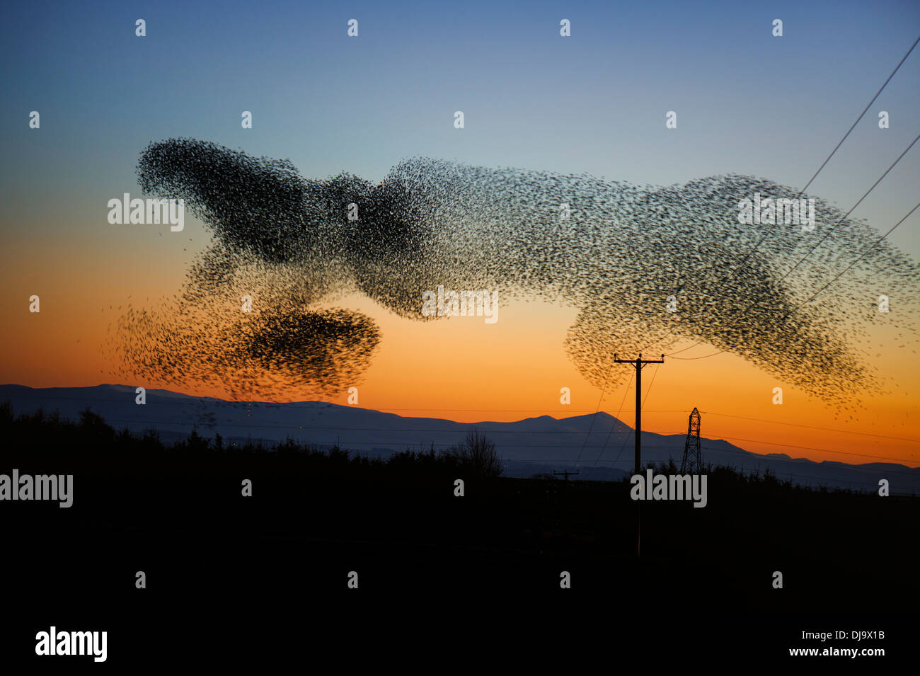 A starling murmuration or flock flying in an aerobatic display near Gretna, Scotland prior to roosting in November 2013. Stock Photo