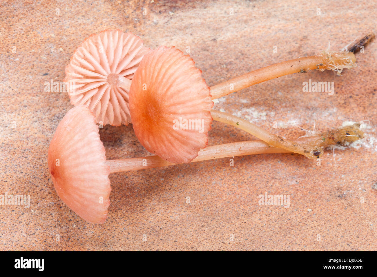 Autumn mushrooms in Finland Stock Photo