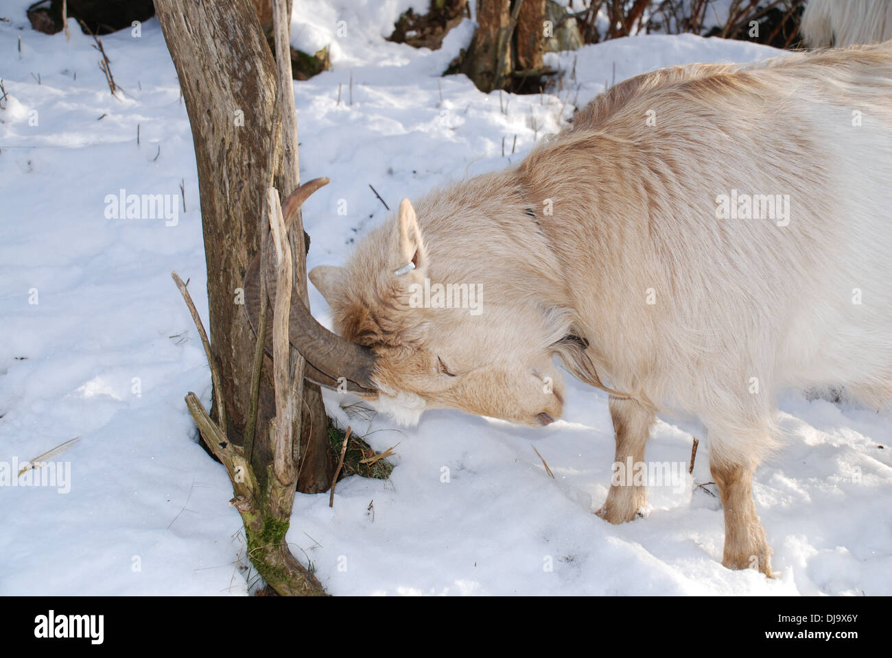 Goats in snow Stock Photo