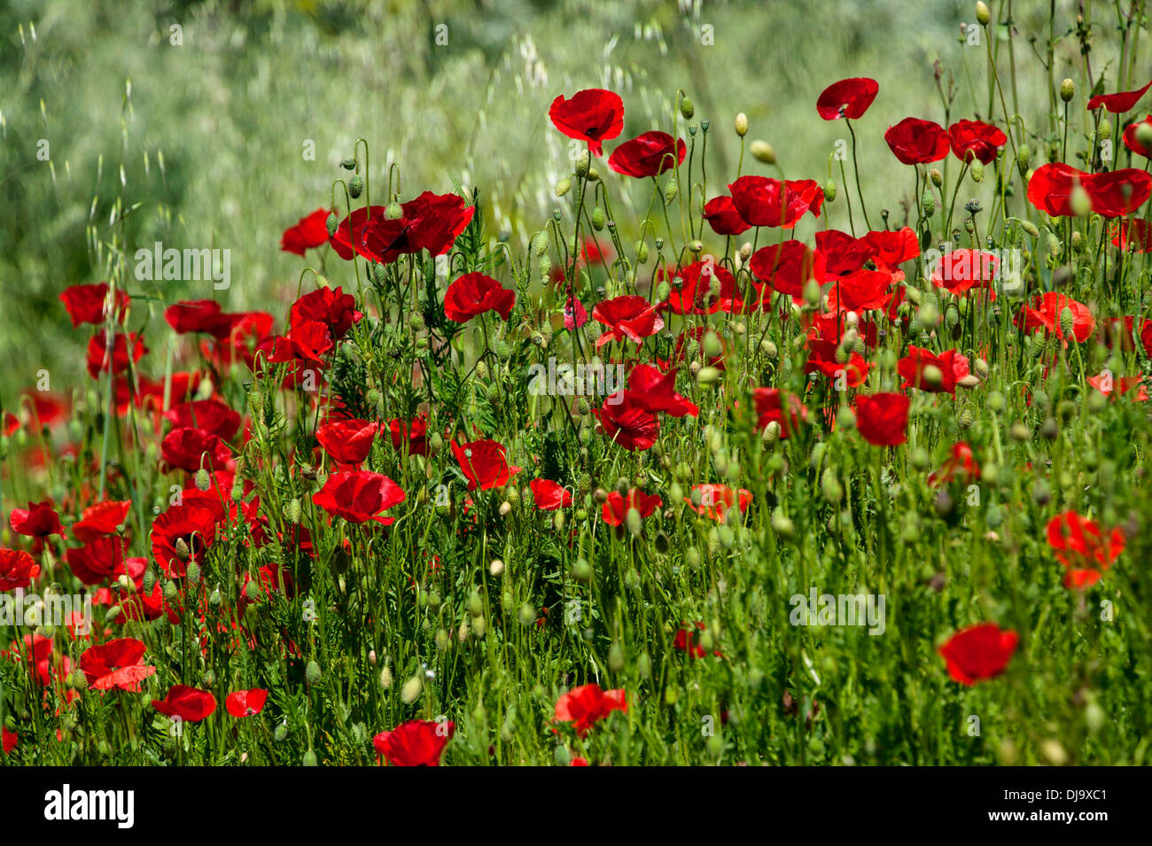 Field Of Poppies, France Stock Photo