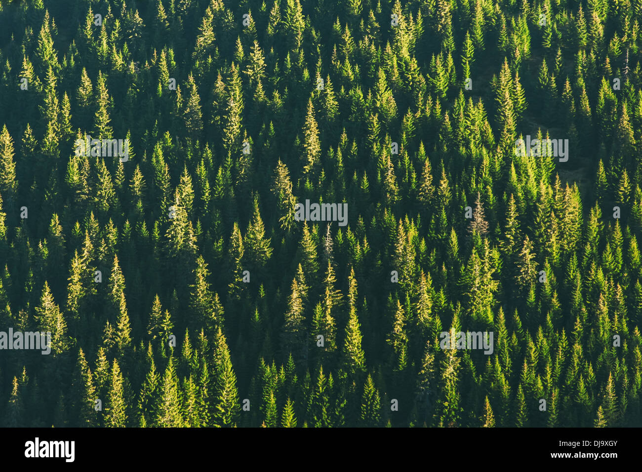 Tree forest hi-res stock photography and images - Alamy