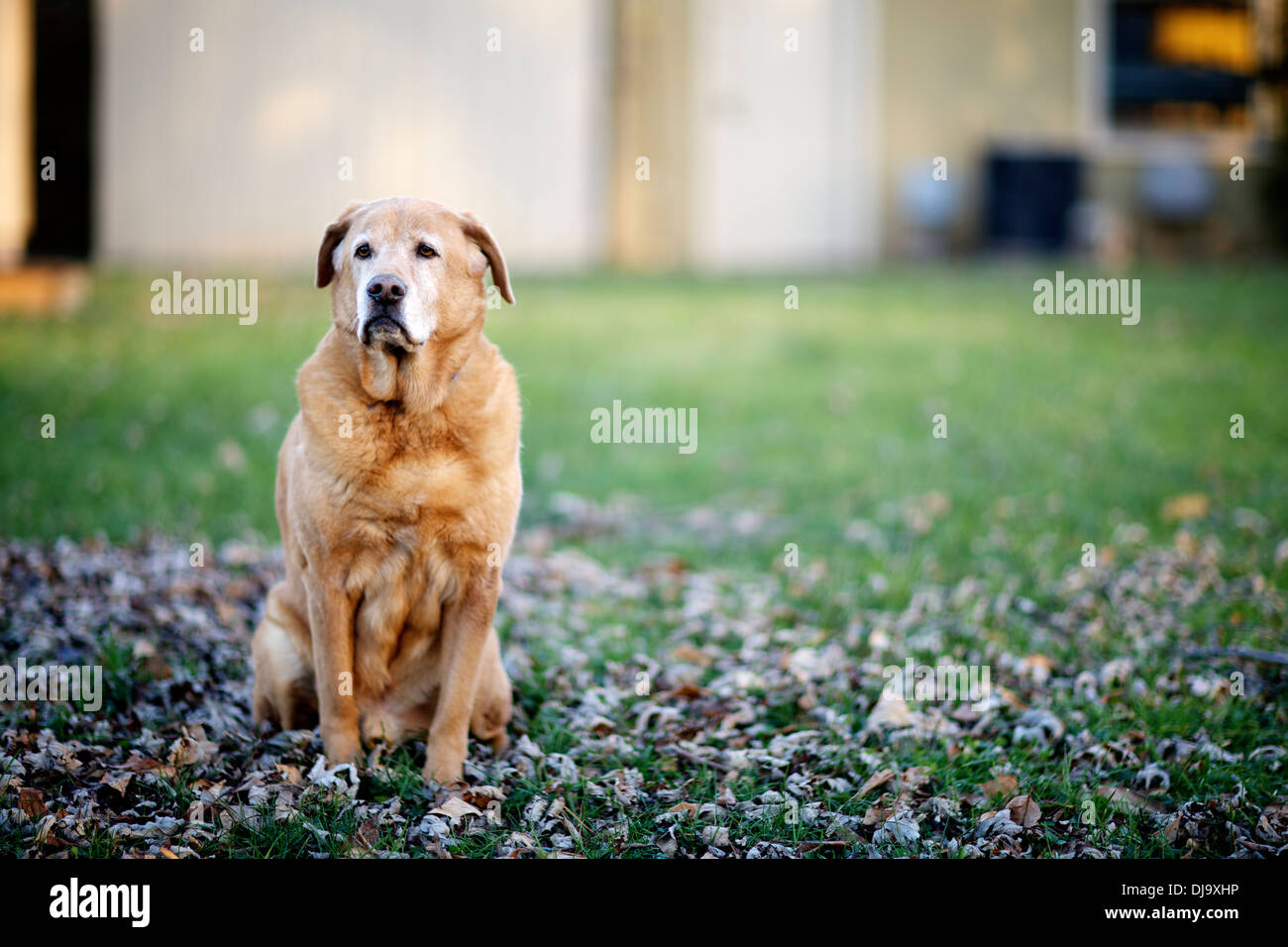 Older dog, golden retrieve, Labrador, mix enjoying the light of the day. Stock Photo