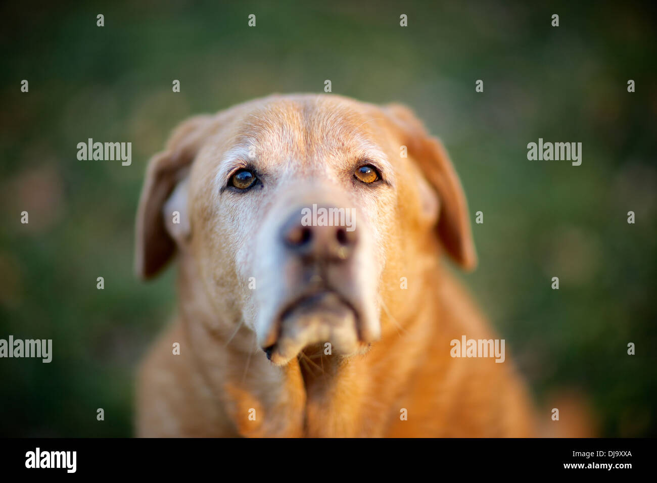 Older dog, golden retrieve, Labrador, mix enjoying the light of the day. Stock Photo