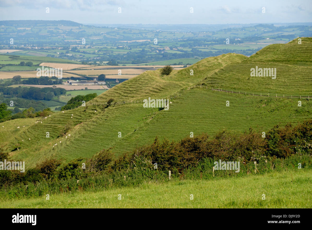 A view of Eggardon Hill iron-age hillfort Dorset UK Stock Photo