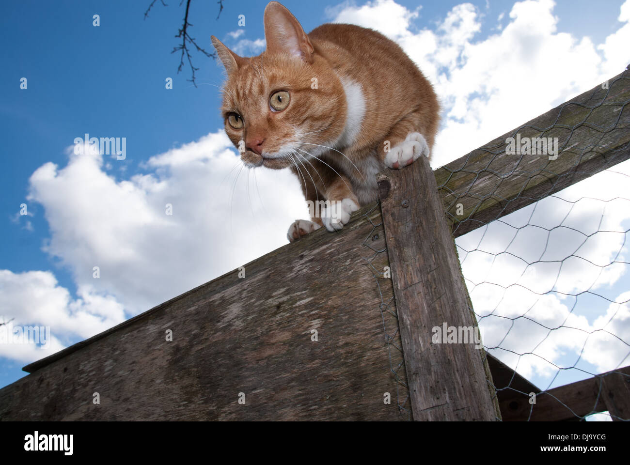 curious cat Stock Photo