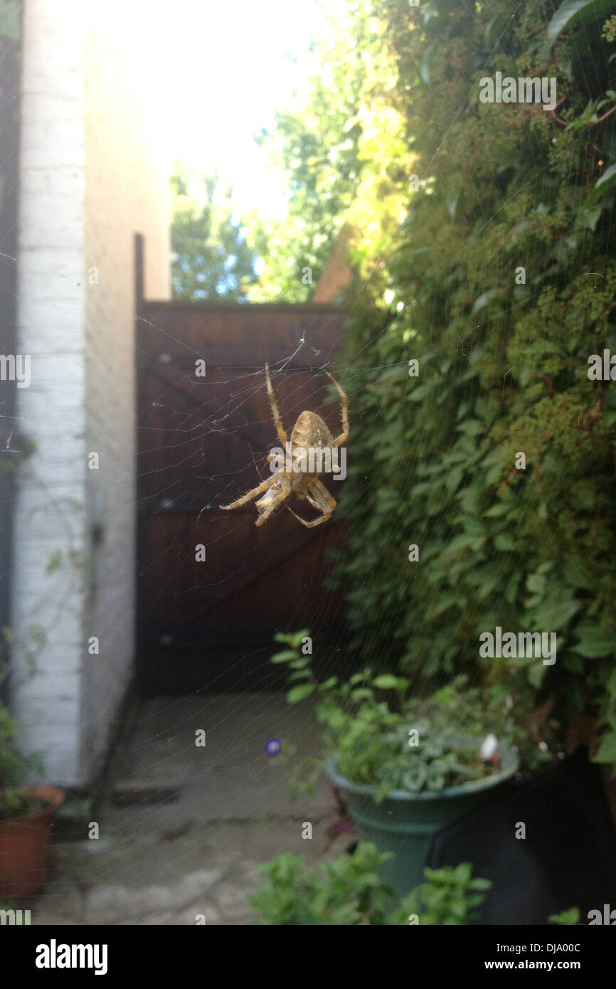 A large garden spider hangs in it's web in the back garden. Stock Photo
