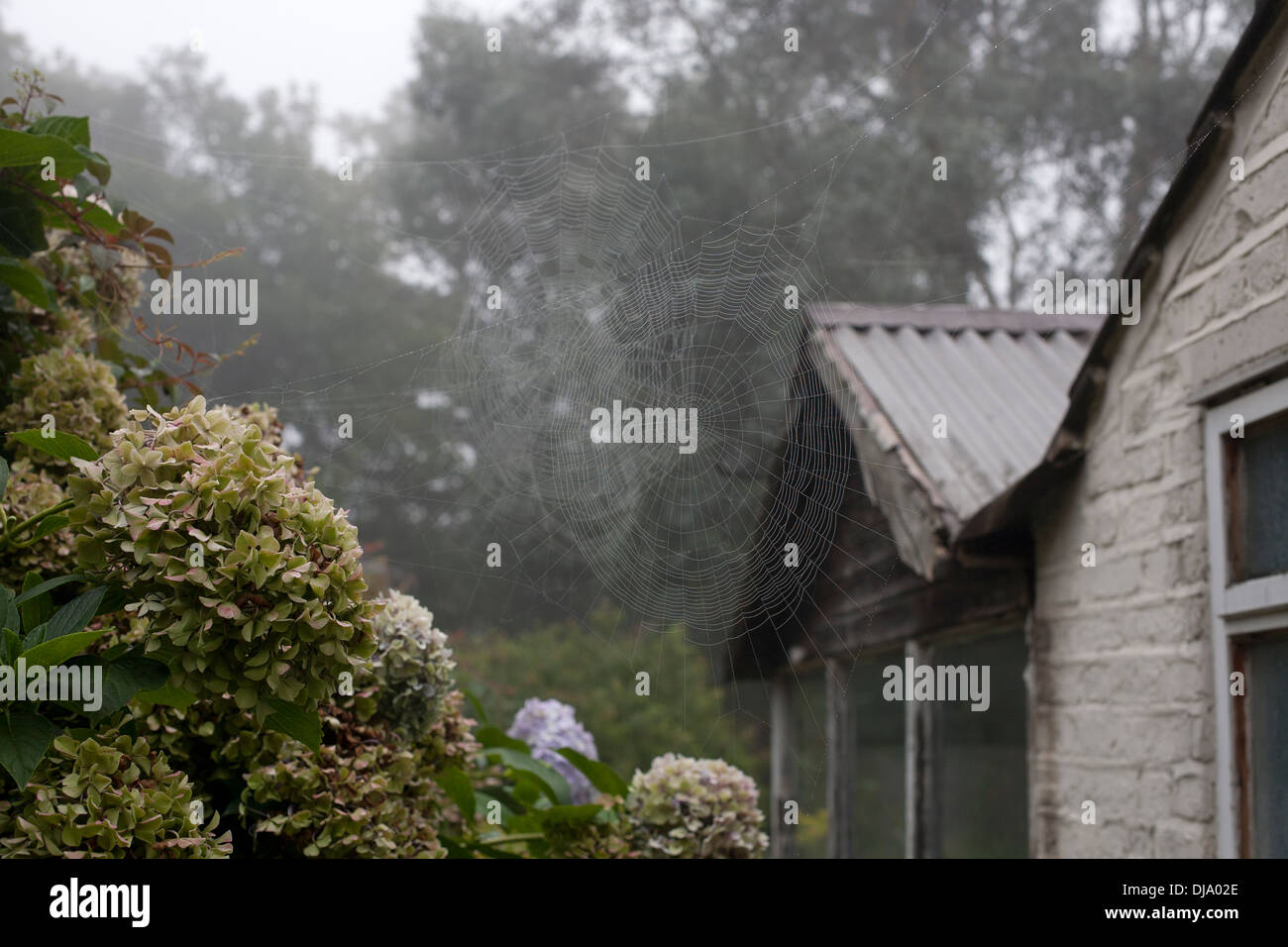 Large spiders webs, covered in misty dew drops. Stock Photo