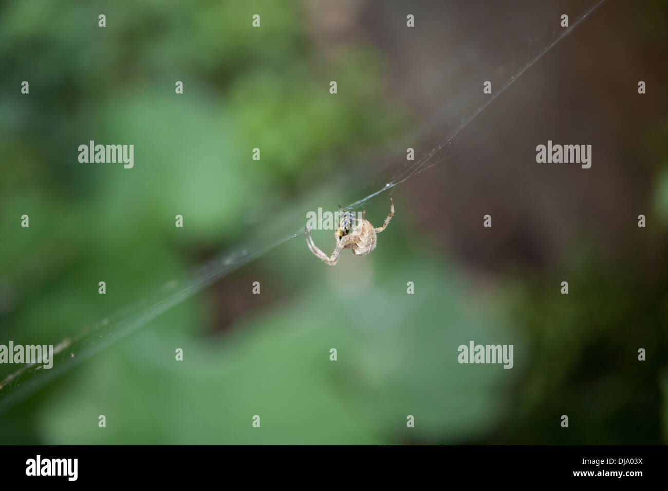 A British garden spider dealing with a wasp caught in it's web Stock ...