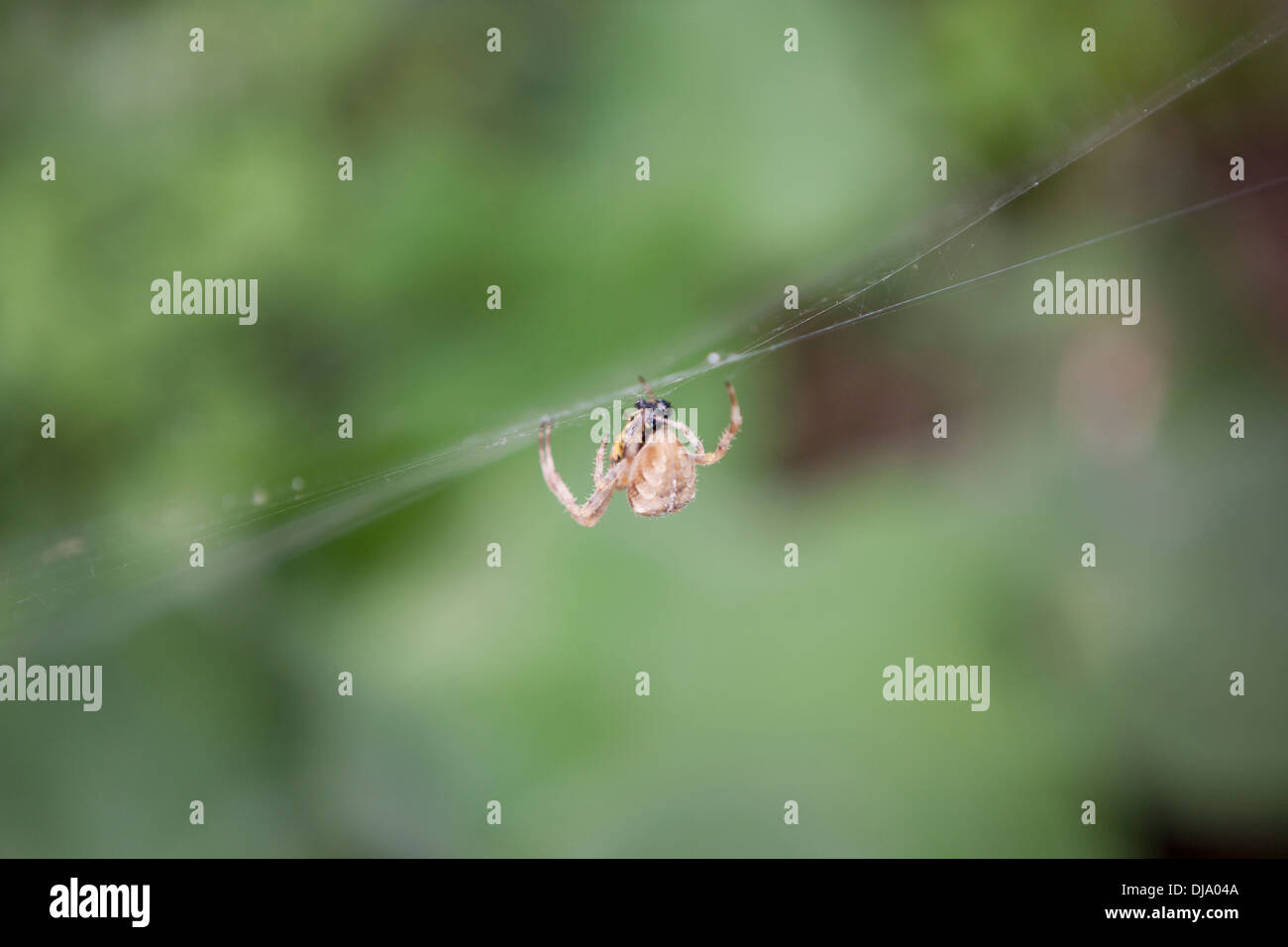 A British garden spider dealing with a wasp caught in it's web Stock ...