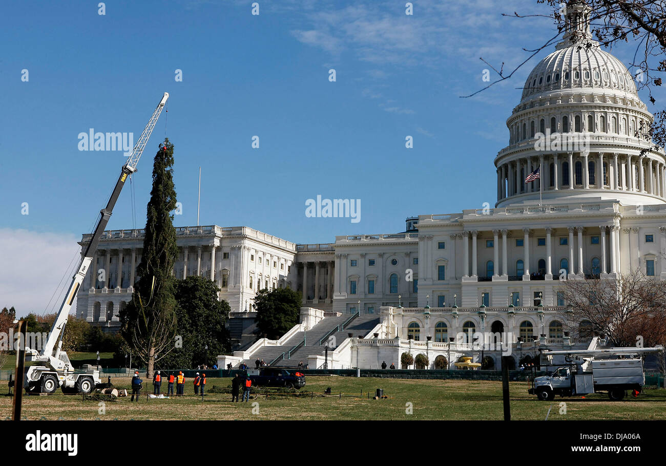 Washington DC, USA. 25th Nov, 2013. The 2013 Capitol Christmas Tree is seen planted into the west lawn of the U.S. Capitol in Washington DC on Nov. 25, 2013. The 2013 Capitol Christmas Tree, an 88-foot and 80-year-old Engelmann Spruce, was harvested from the Colville National Forest in Washington State on Nov. 1, 2013. Credit: Fang Zhe/Xinhua/Alamy Live News Stock Photo