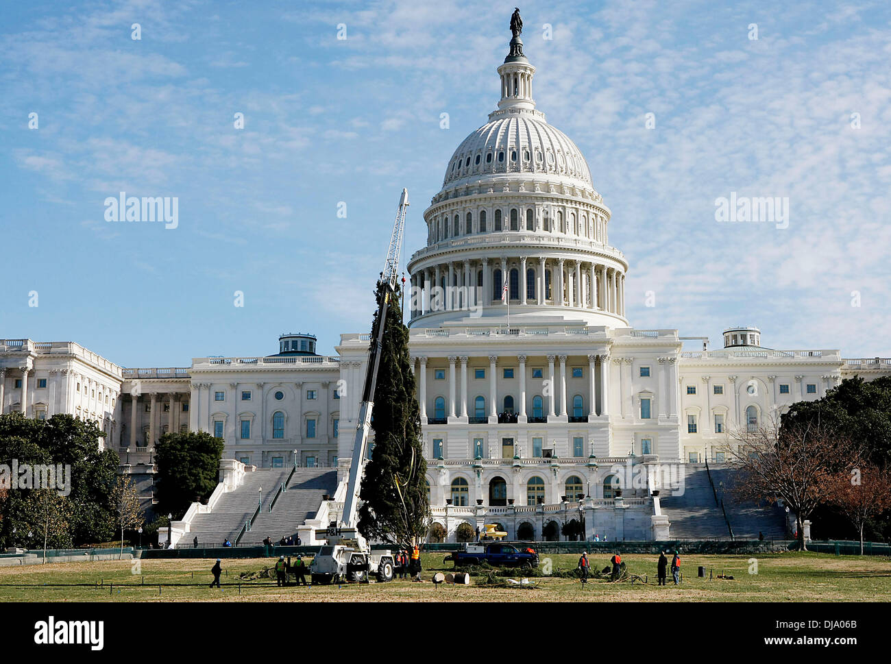 Washington DC, USA. 25th Nov, 2013. The 2013 Capitol Christmas Tree is seen planted into the west lawn of the U.S. Capitol in Washington DC on Nov. 25, 2013. The 2013 Capitol Christmas Tree, an 88-foot and 80-year-old Engelmann Spruce, was harvested from the Colville National Forest in Washington State on Nov. 1, 2013. Credit: Fang Zhe/Xinhua/Alamy Live News Stock Photo