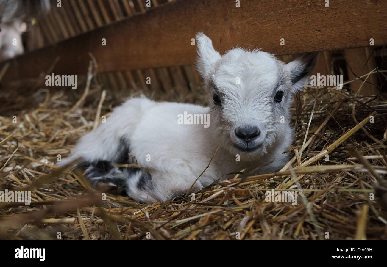 Baby Goat Stock Photo