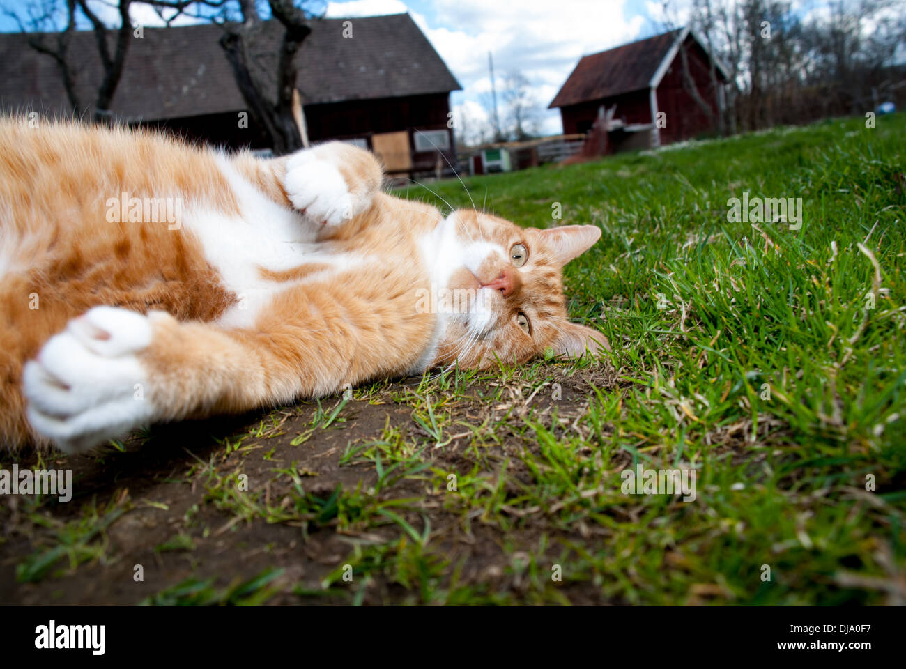 Cat rest on grass Stock Photo