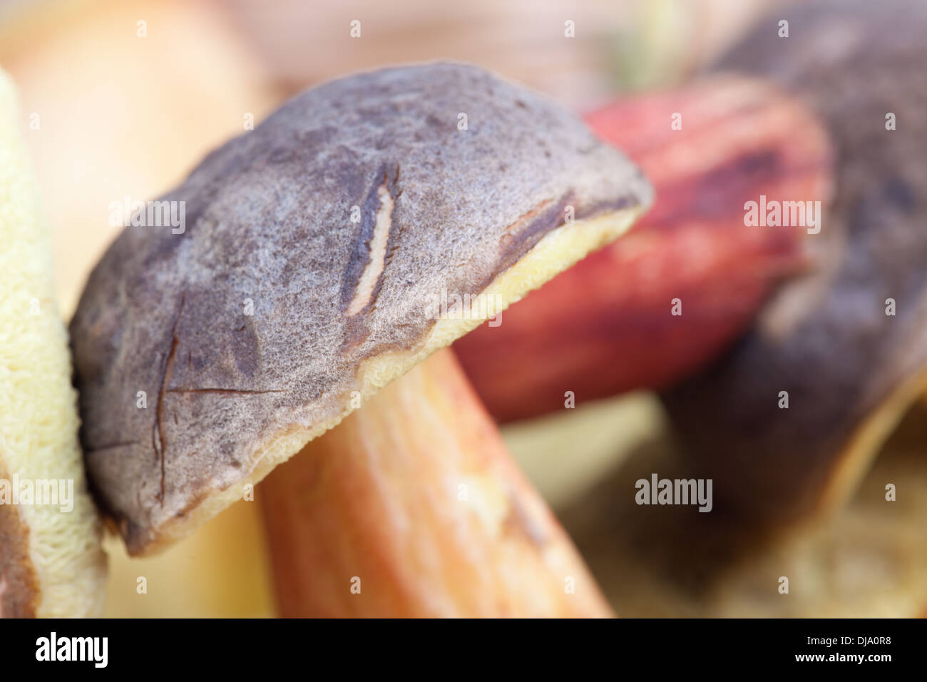 macro picture of wild edible mushroom. Stock Photo