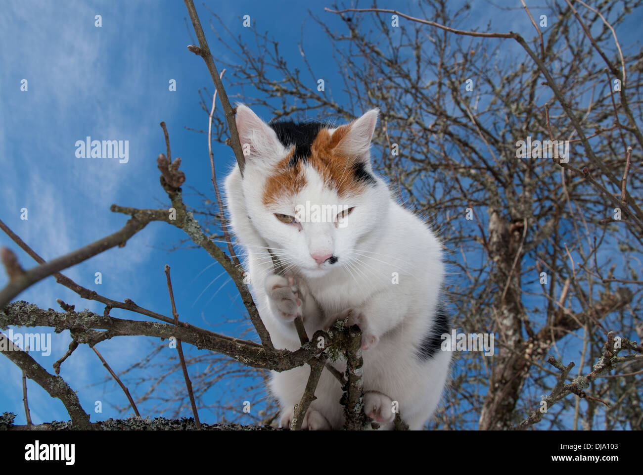Cat climbing in a tree Stock Photo