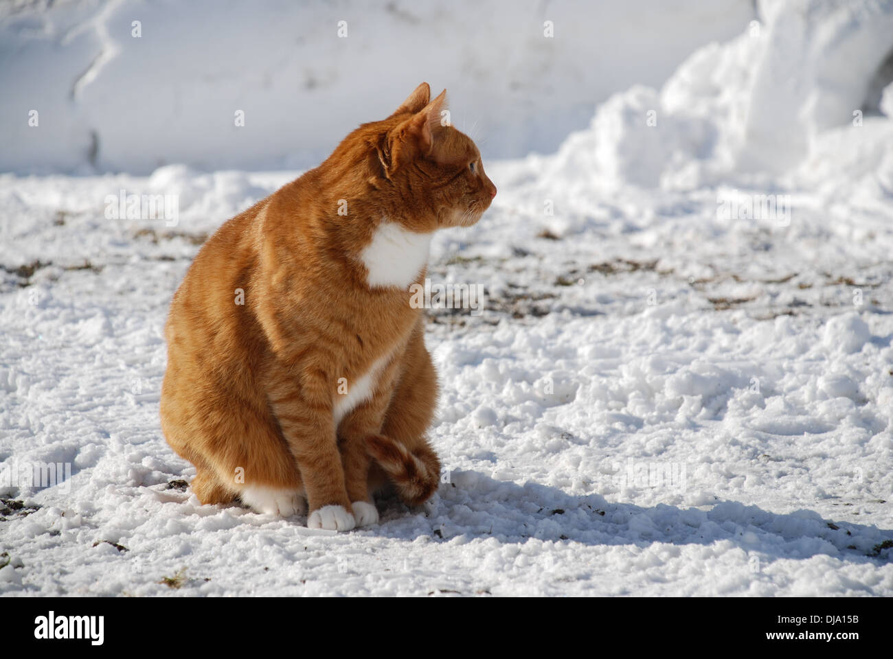 Red cat sitting in the snow Stock Photo